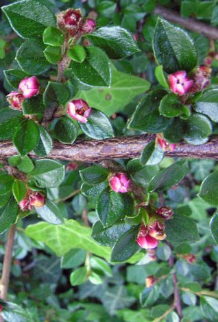 Cotoneaster horizontalis flowers