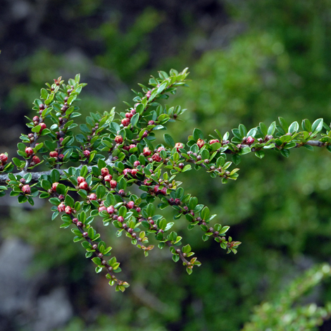 Cotoneaster horizontalis whole