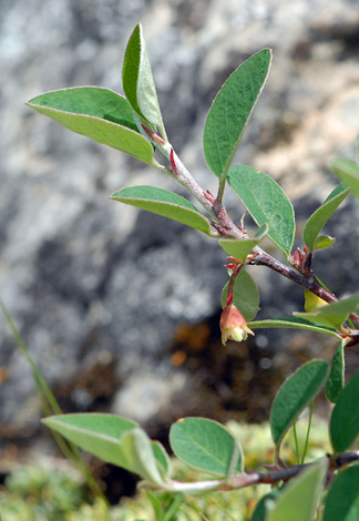 Cotoneaster integerrimus close