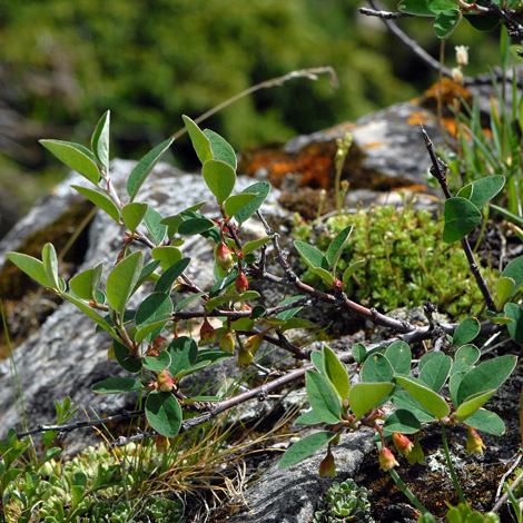 Cotoneaster integerrimus whole