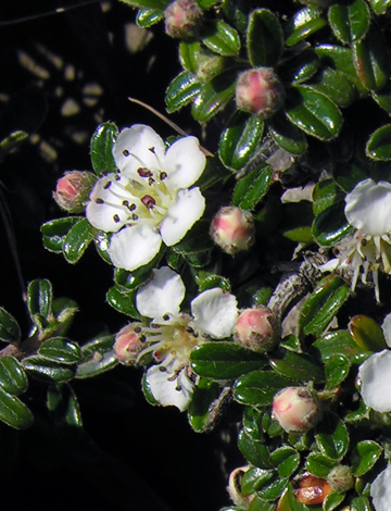 Cotoneaster integrifolius close