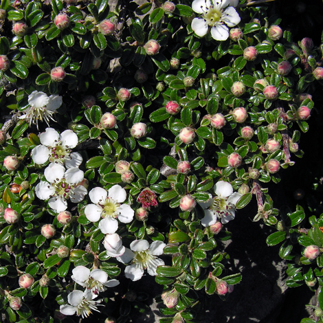 Cotoneaster integrifolius whole