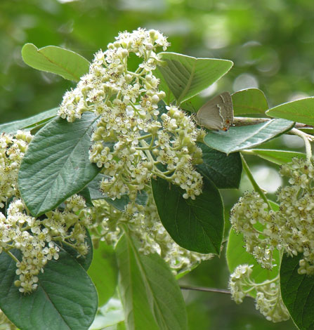 Cotoneaster lacteus