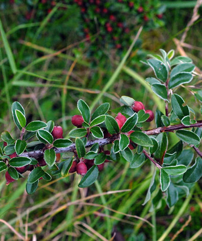 Cotoneaster marginatus fruit