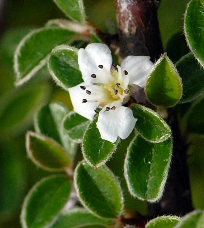 Cotoneaster marginatus flower