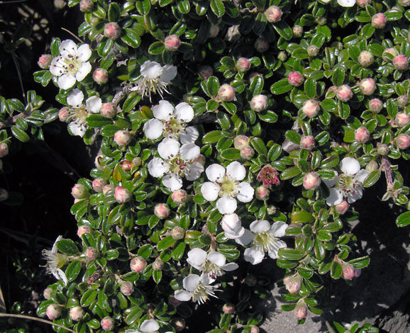 Cotoneaster microphyllus
