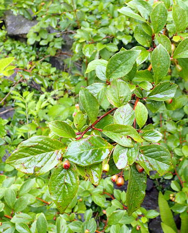 Cotoneaster pseudoambiguus close