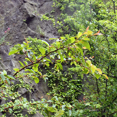 Cotoneaster pseudoambiguus whole