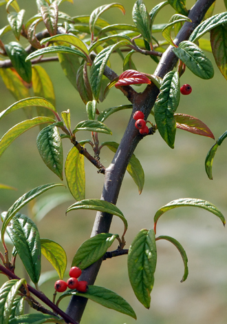 Cotoneaster salicifolius close