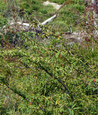 Cotoneaster salicifolius whole