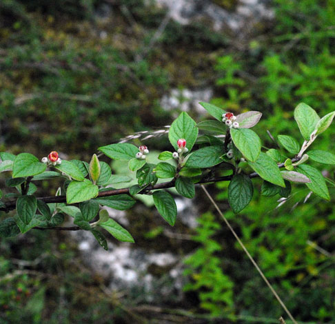Cotoneaster sternians whole