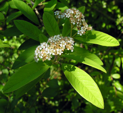 Cotoneaster x watereri