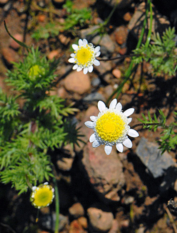 Cotula turbinata close