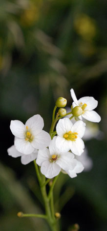 Crambe cordifolia close