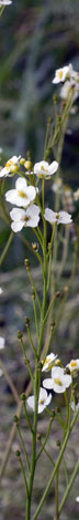 Crambe cordifolia fruit