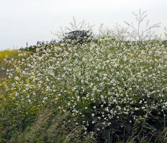 Crambe cordifolia whole