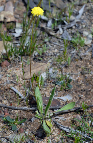 Craspedia variabilis whole