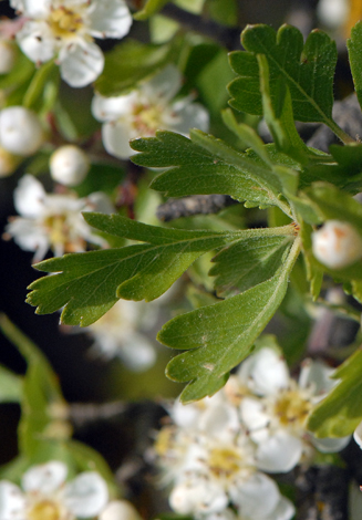Crataegus azarolus leaf