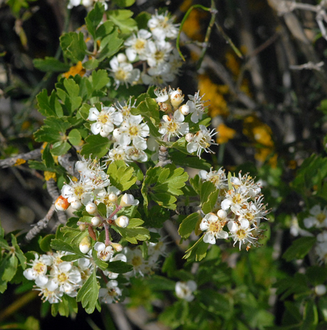 Crataegus azarolus whole