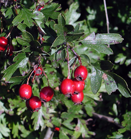 Crataegus monogyna fruit