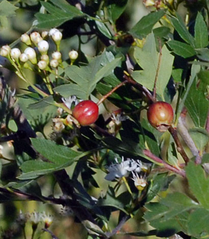Crataegus monogyna fruit
