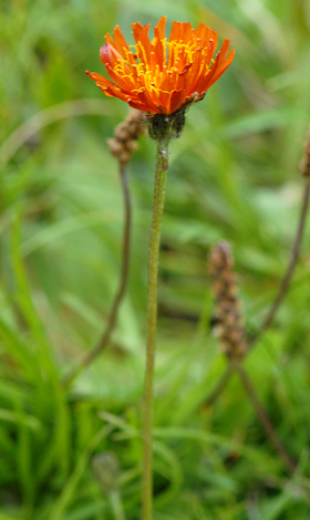 Crepis aurea close