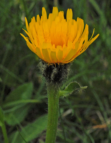 Crepis bocconei close