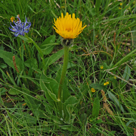 Crepis bocconei whole