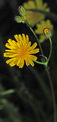 Crepis capillaris close