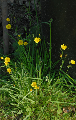 Crepis capillaris whole