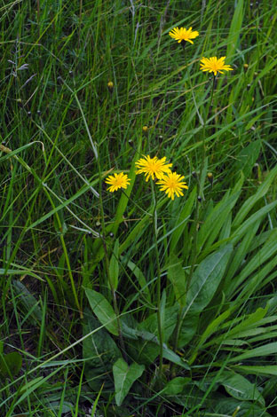 Crepis mollis whole