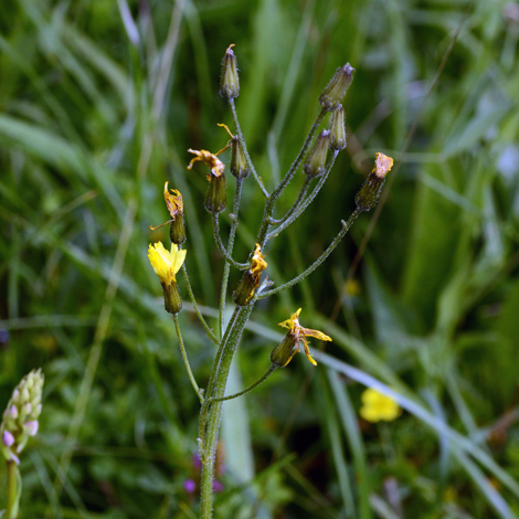 Crepis praemorsa close