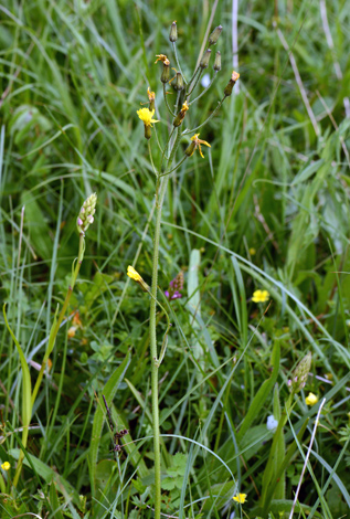 Crepis praemorsa whole