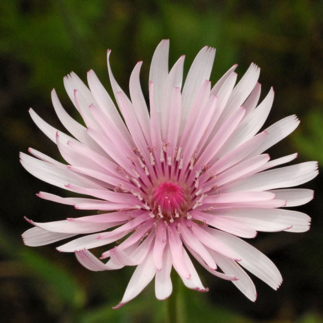 Crepis rubra close