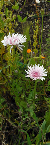 Crepis rubra whole