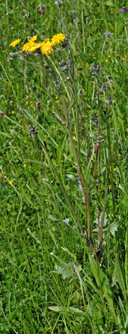 Crepis vesicaria whole