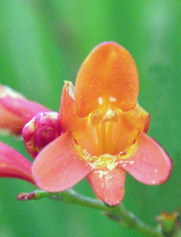 Crocosmia pottsii