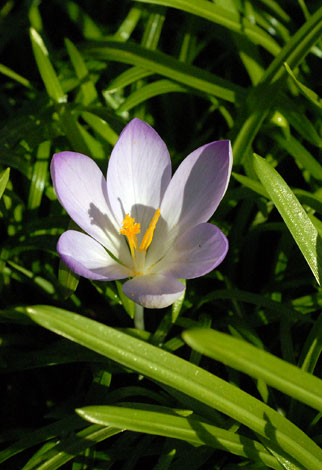 Crocus vernus flower