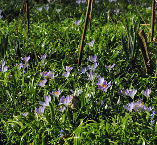 Crocus vernus group