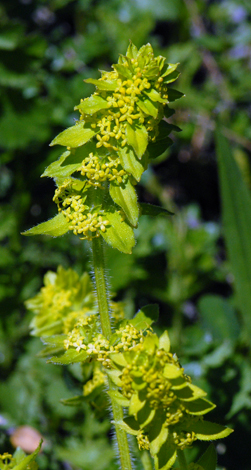 Cruciata laevipes close Andorra