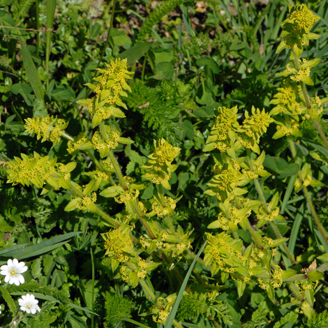 Cruciata laevipes whole Andorra