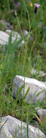 Crupina crupinastrum whole