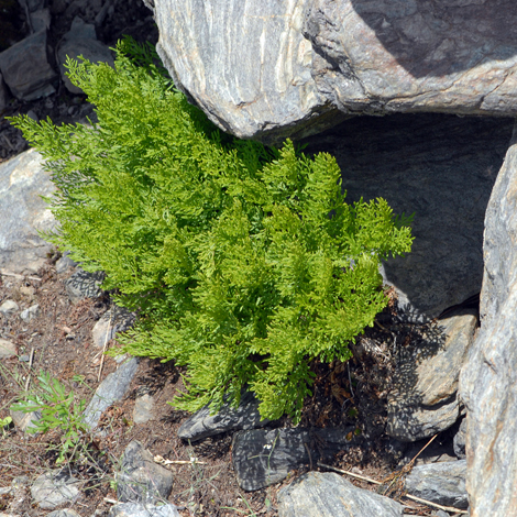 Cryptogramma crispa Andorra whole