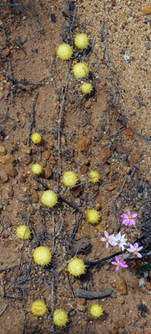 Cucumis myriocarpus whole