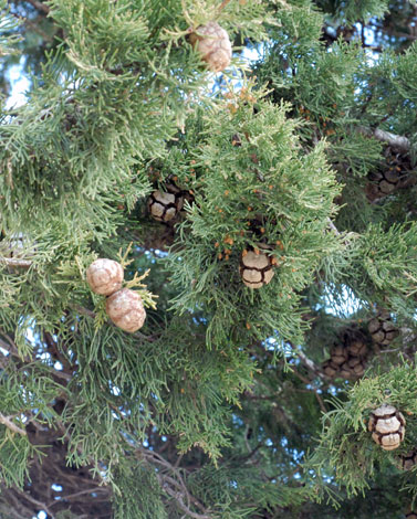 Cupressus sempervirens whole