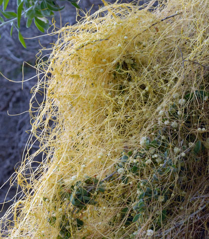 Cuscuta campestris