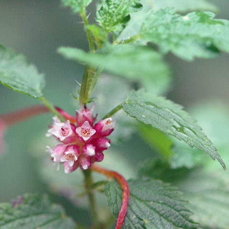 Cuscuta europaea close