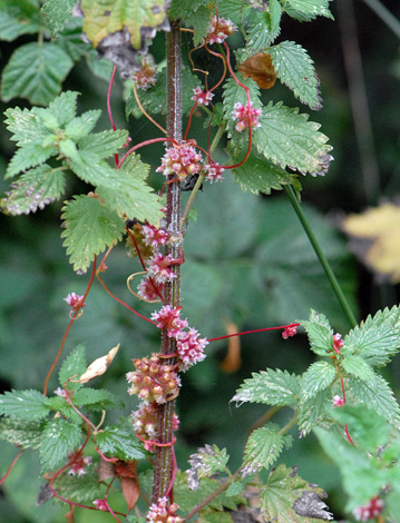 Cuscuta europaea whole