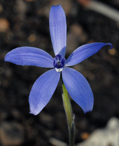 Cyanicula sericea close