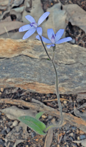 Cyanicula sericea whole